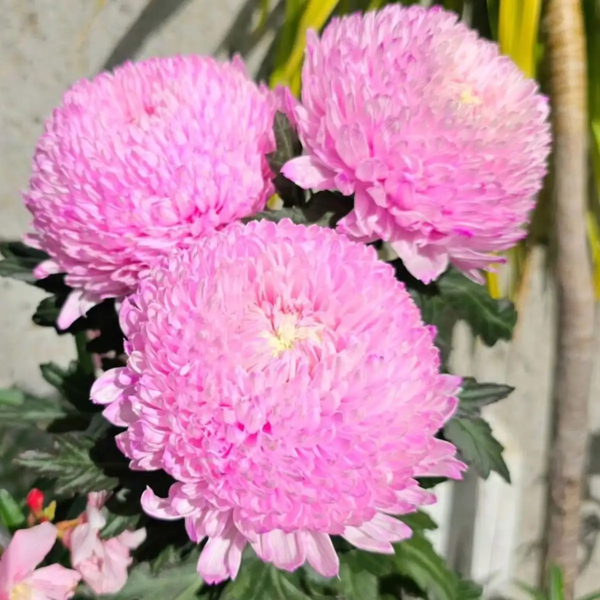 Language Of Flowers Feature Image