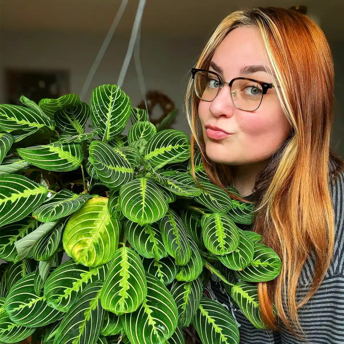 Houseplants That Will Do Well in Your Dimly Lit Spaces or in the Shade