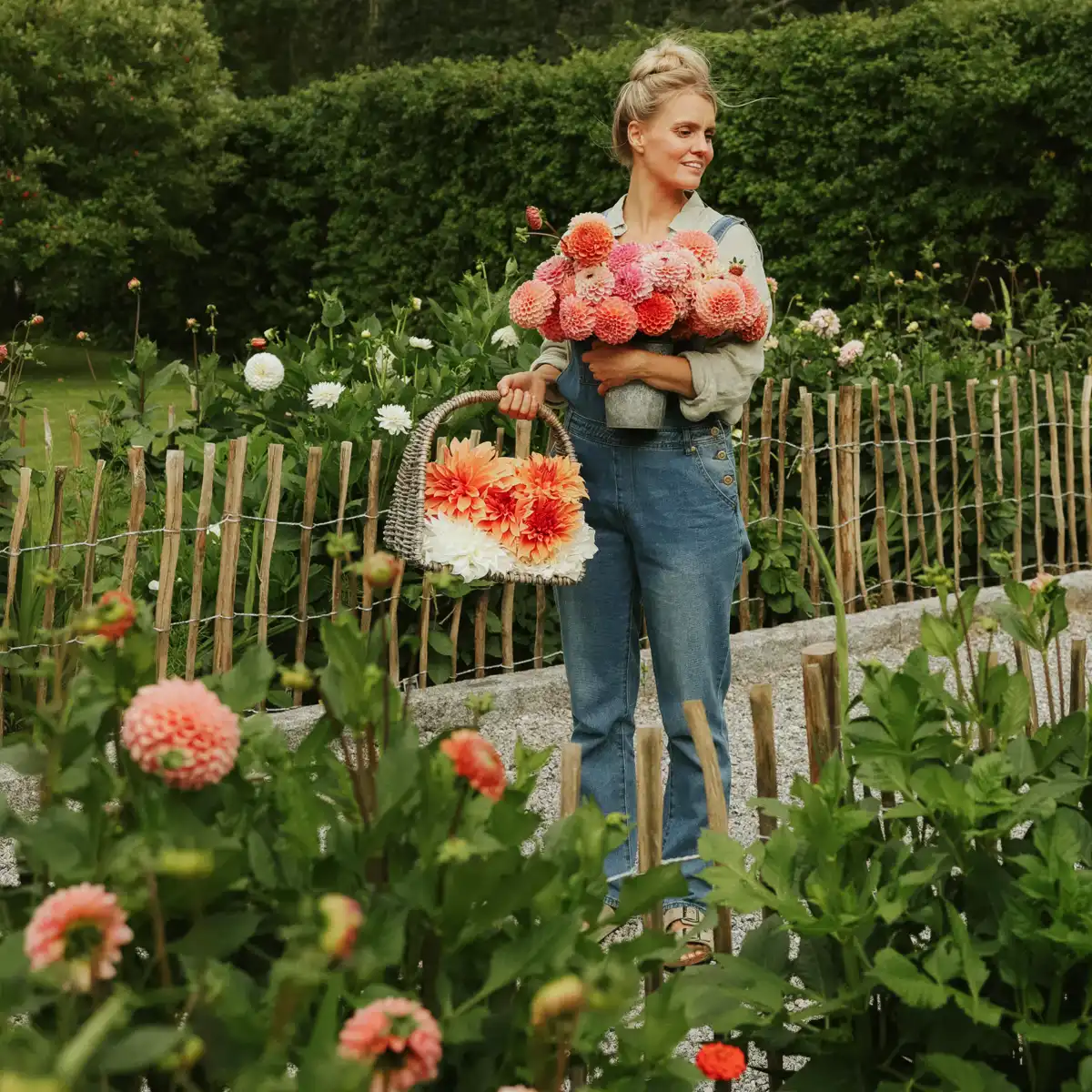 Dahlia Flower Meaning and Symbolism in Today’s Floral World