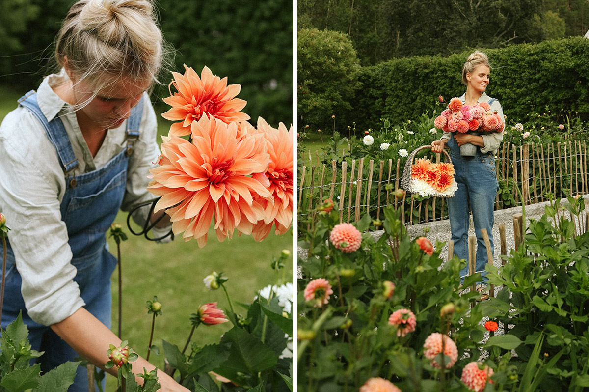 Dahlia picking by damm johanna