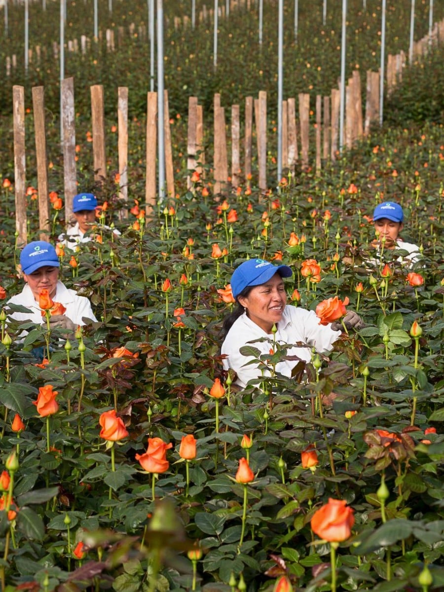 The North Carolina State University Study, Supported by the American Floral Endowment, though Sustainabloom Had Several Findings on Sustainability. But What Do They Mean for the Global Floral Supply Chain?