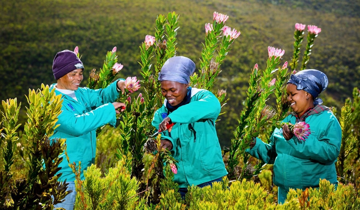 North Carolina State University Study by American Floral Endowment Though Sustainabloom and What Its Findings Mean for Global Floral Supply Chain