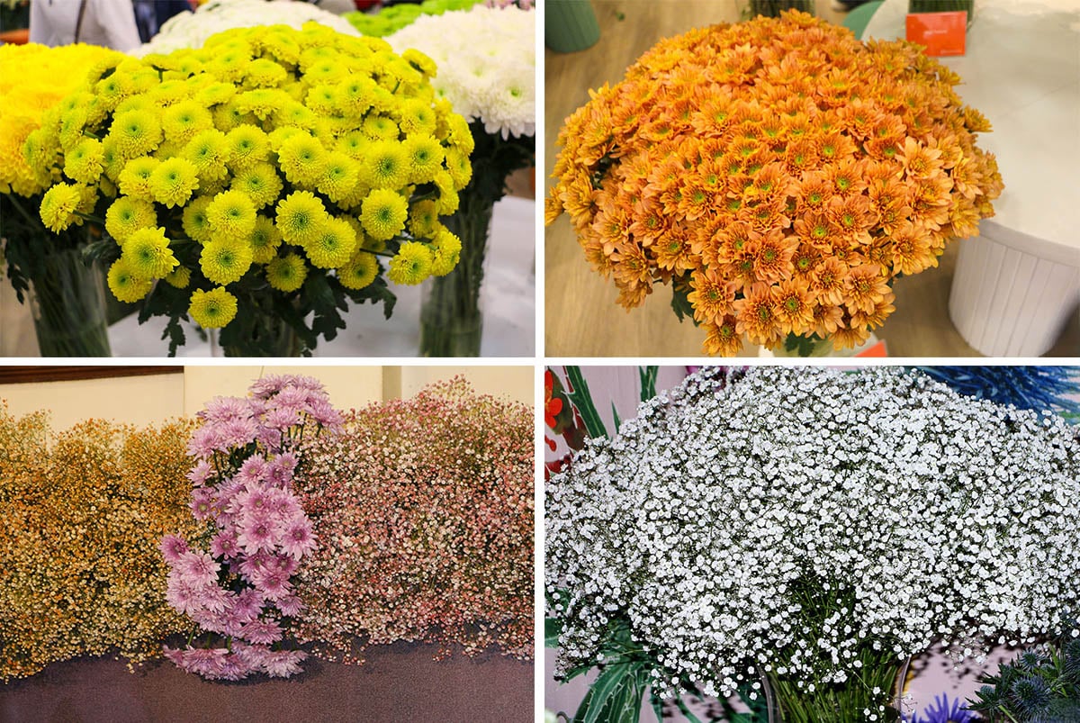 Beatrice Cheruon IFTEX 2026 blog chrysant gyp Beatrice Cheruon IFTEX 2026 blog chrysant gyp