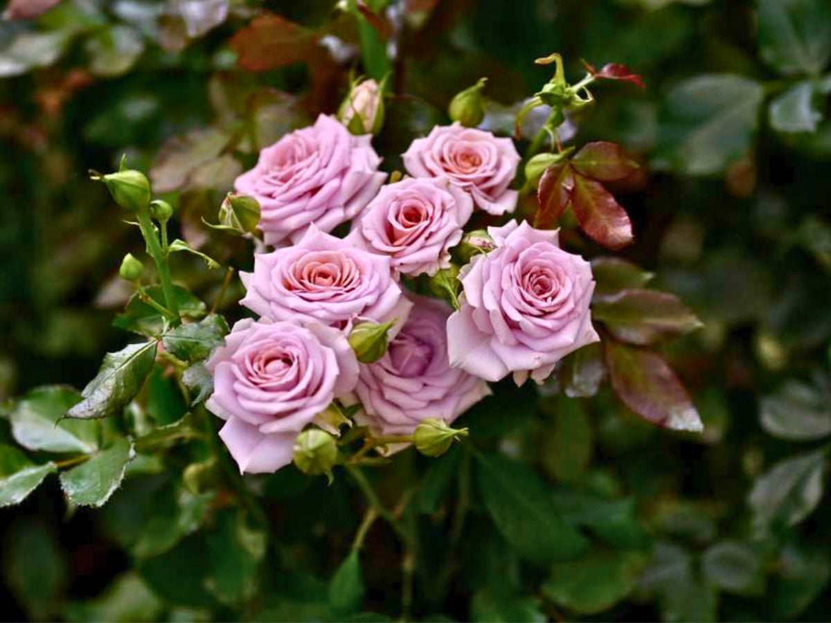 World of Spray Roses