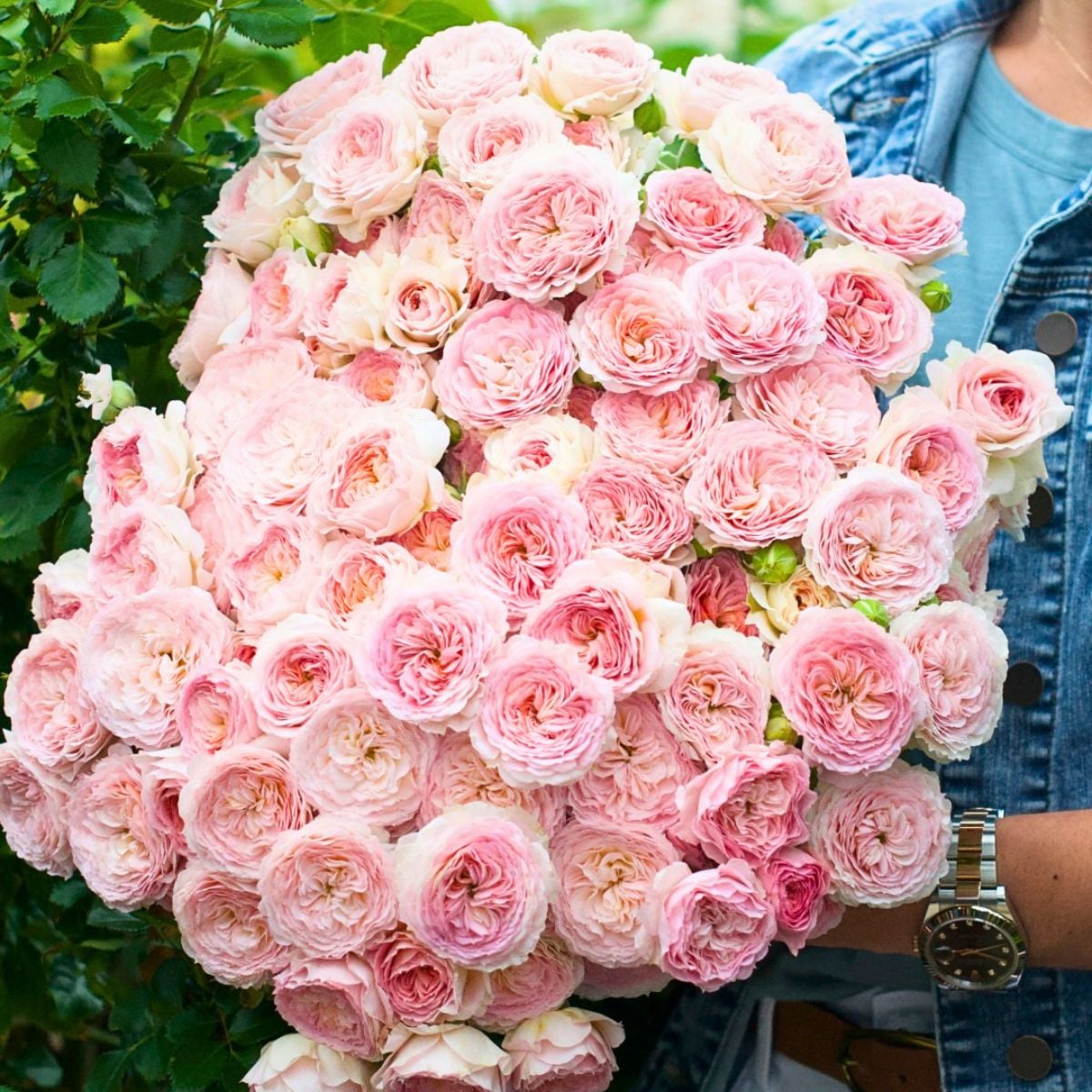 World of Spray Roses