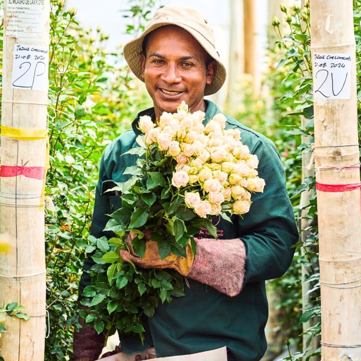 World of Spray Roses