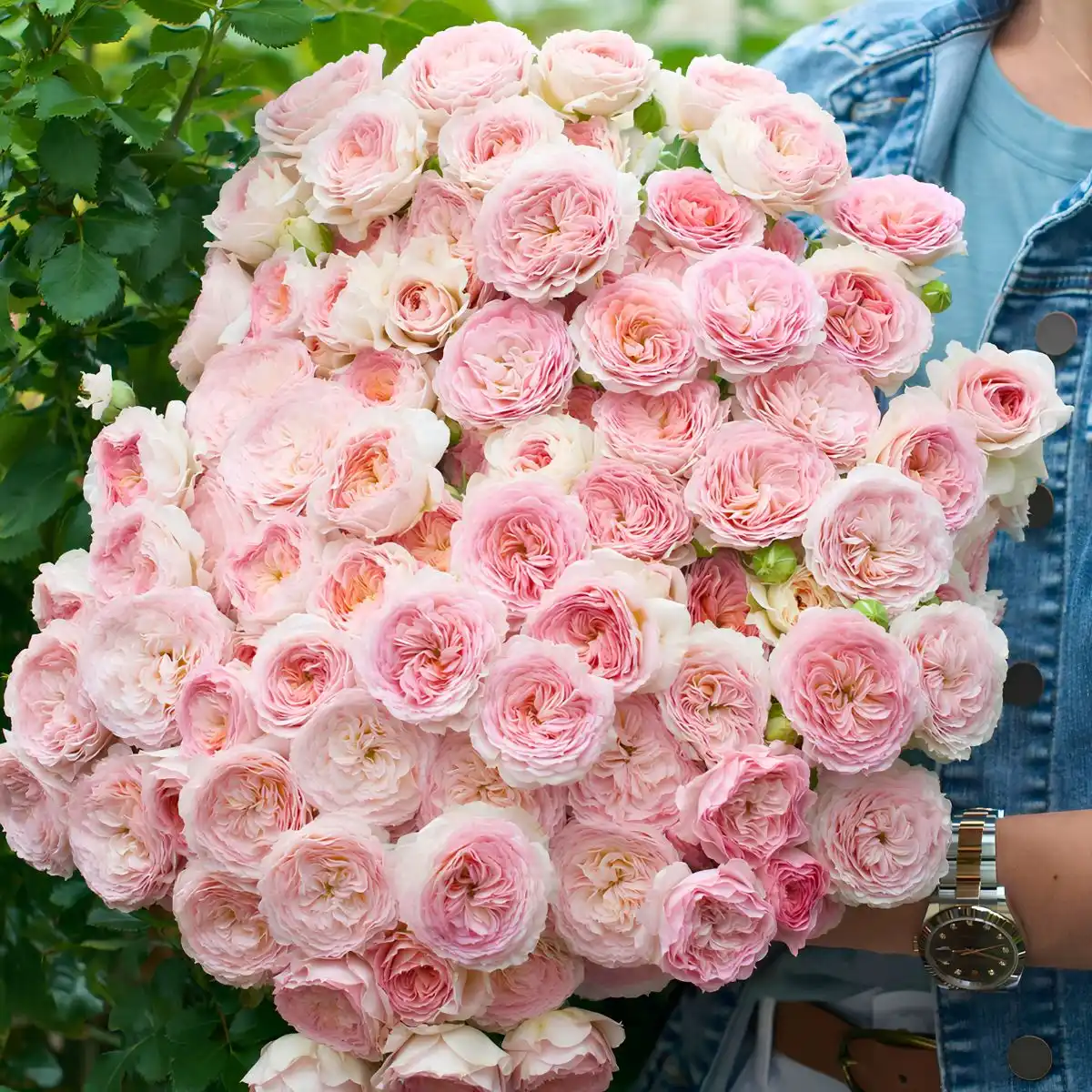 World of Spray Roses