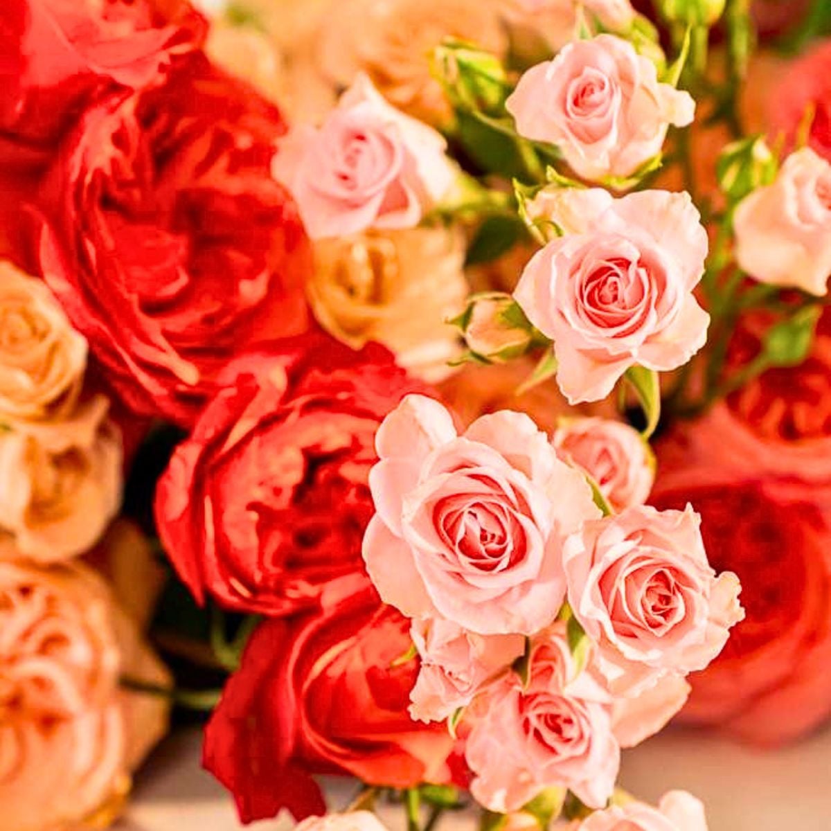 World of Spray Roses