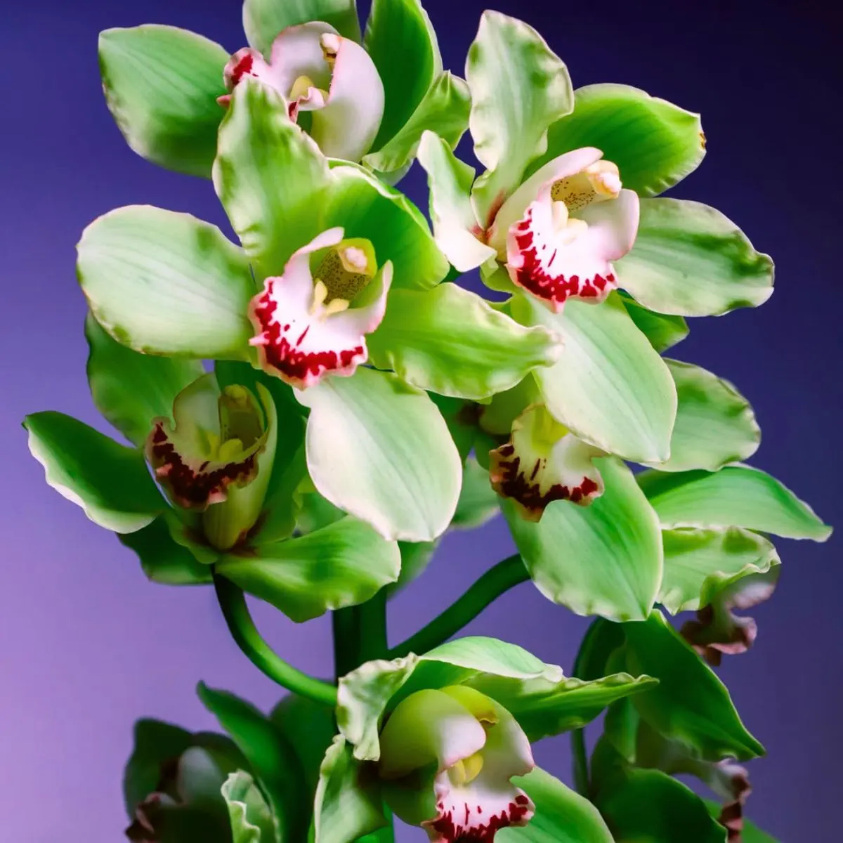Green orchids