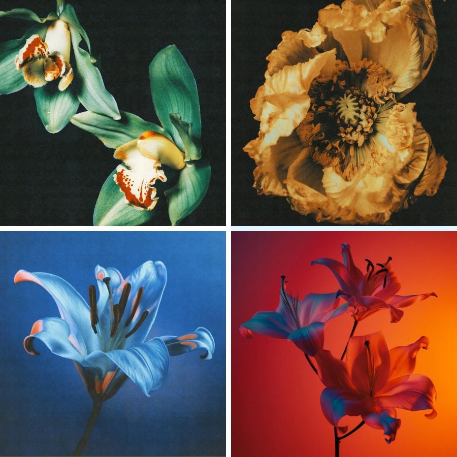 Abstract photographs of flowers by Thais