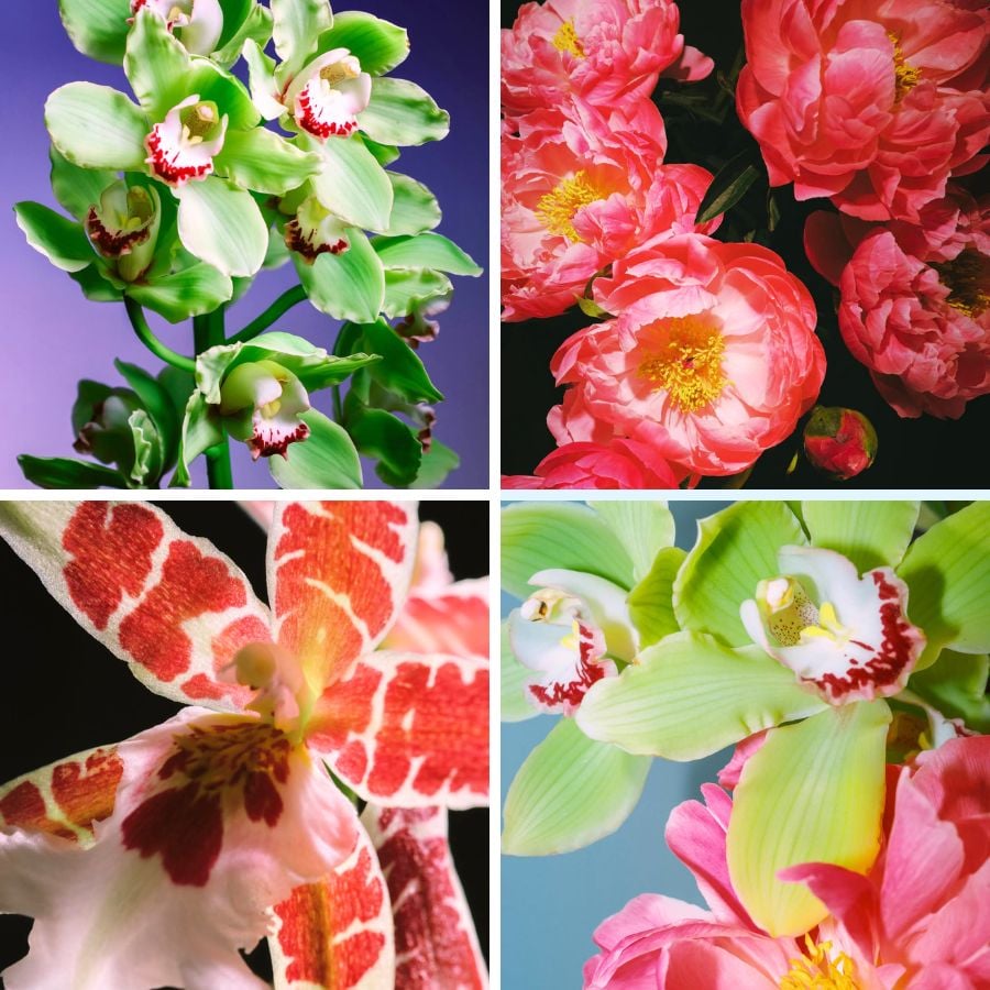 Orchids and peonies by Thais Varela