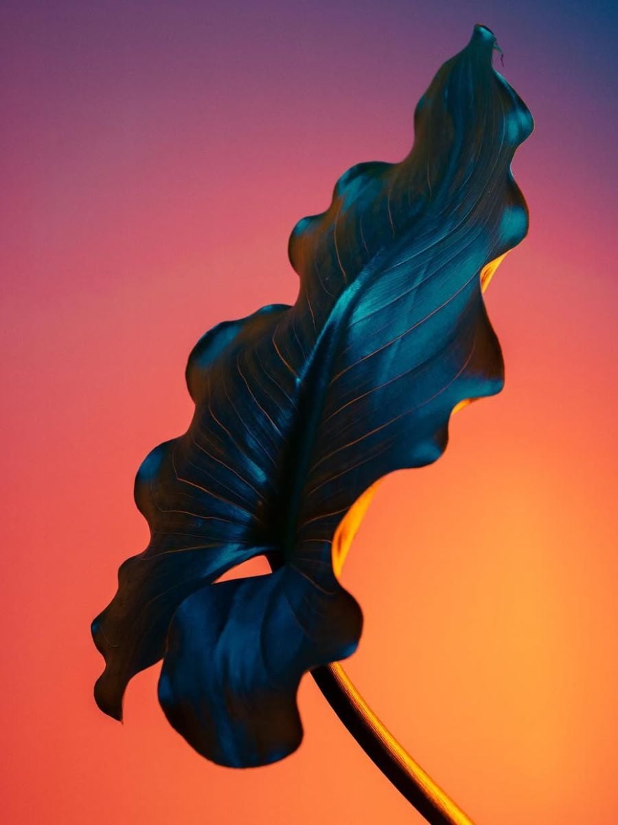 A black leave against colorful background