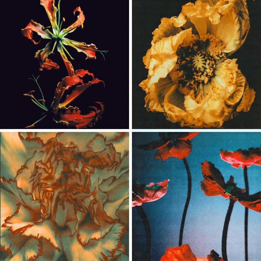 Color contrast photography of flowers