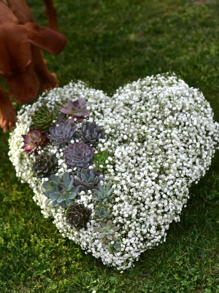 Danziger's Gypsophila: A Flower Made of a Million Little Moments