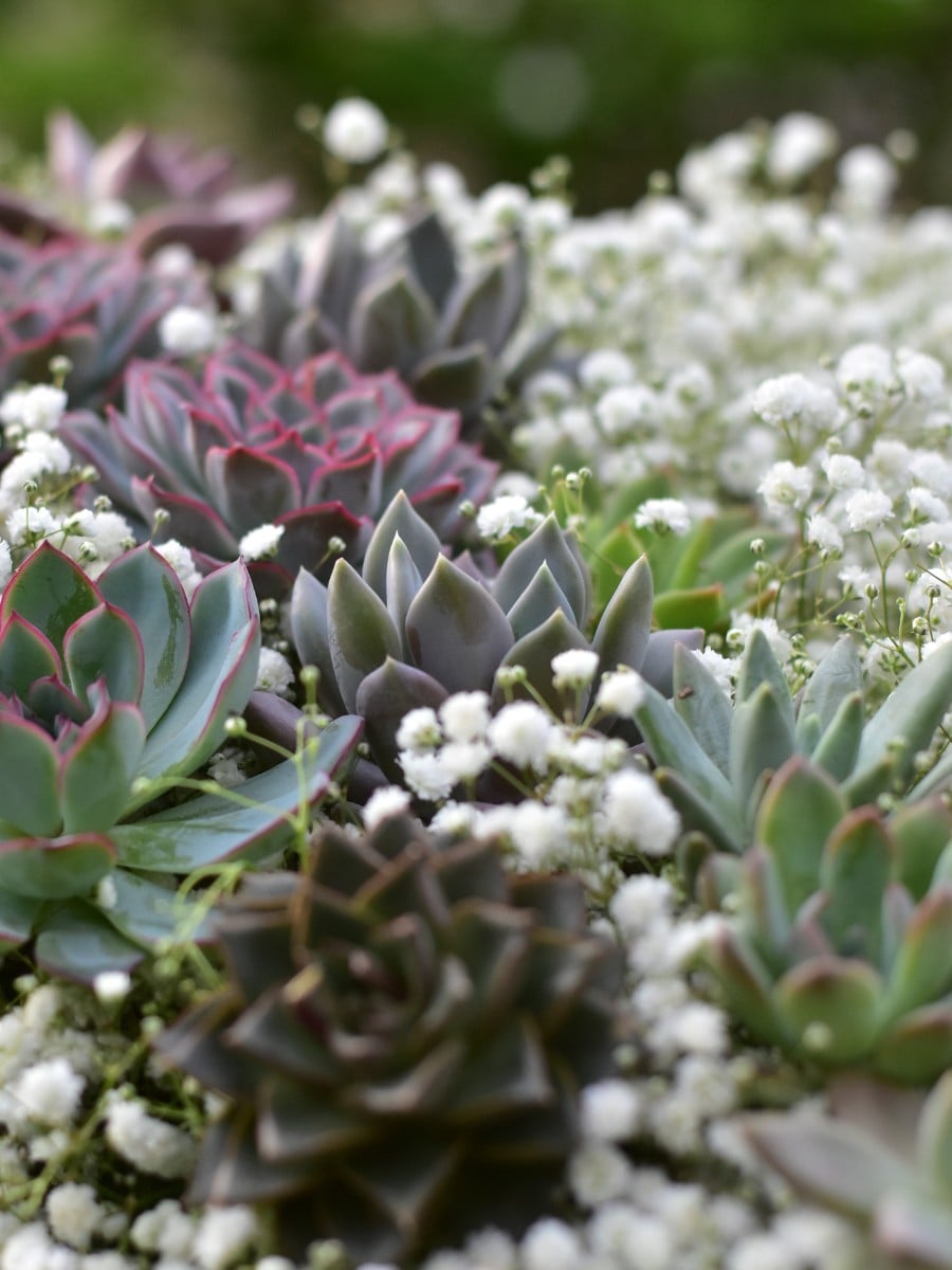 Danziger's Gypsophila: A Flower Made of a Million Little Moments