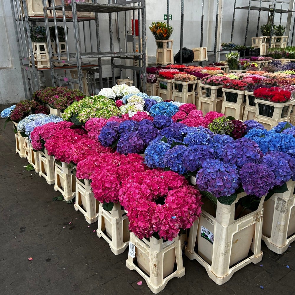 Danziger's Gypsophila: A Flower Made of a Million Little Moments
