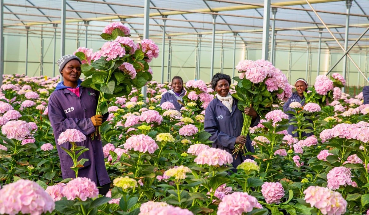 Kenya&rsquo;s Finance Act 2026 &ndash; What Does It Mean for the Country&rsquo;s Floriculture and Logistics?