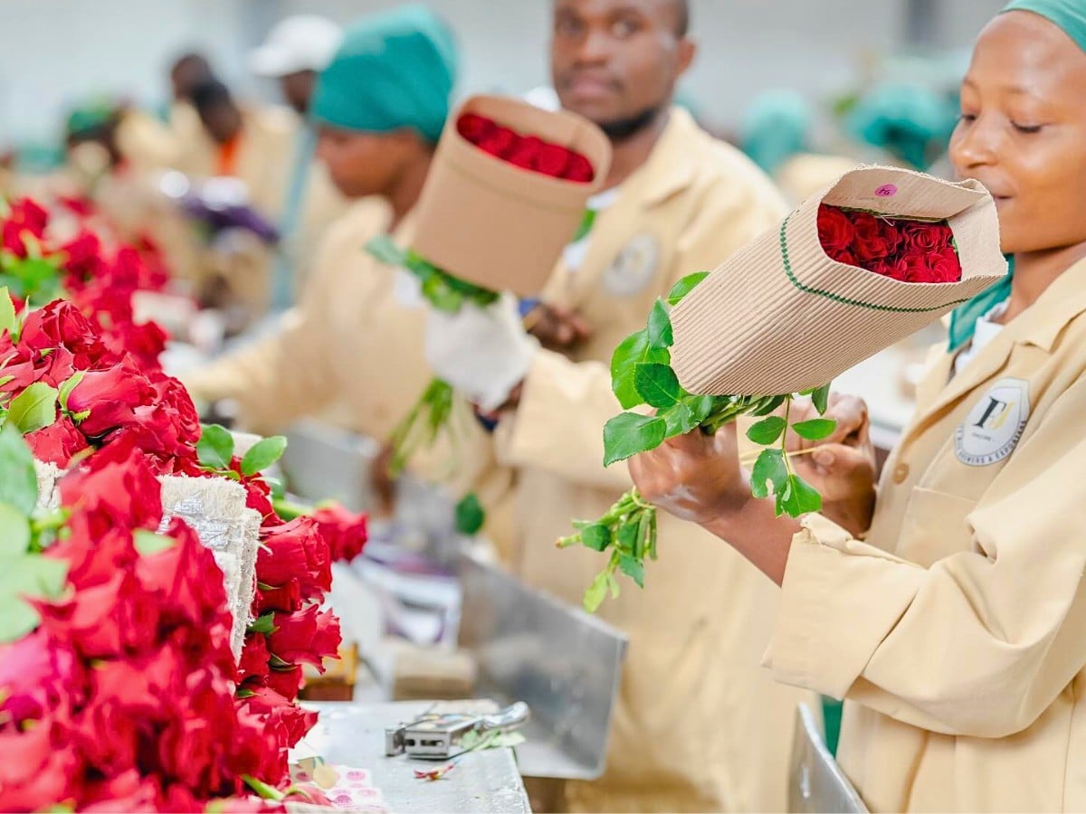Kenya&rsquo;s Finance Act 2026 &ndash; What Does It Mean for the Country&rsquo;s Floriculture and Logistics?