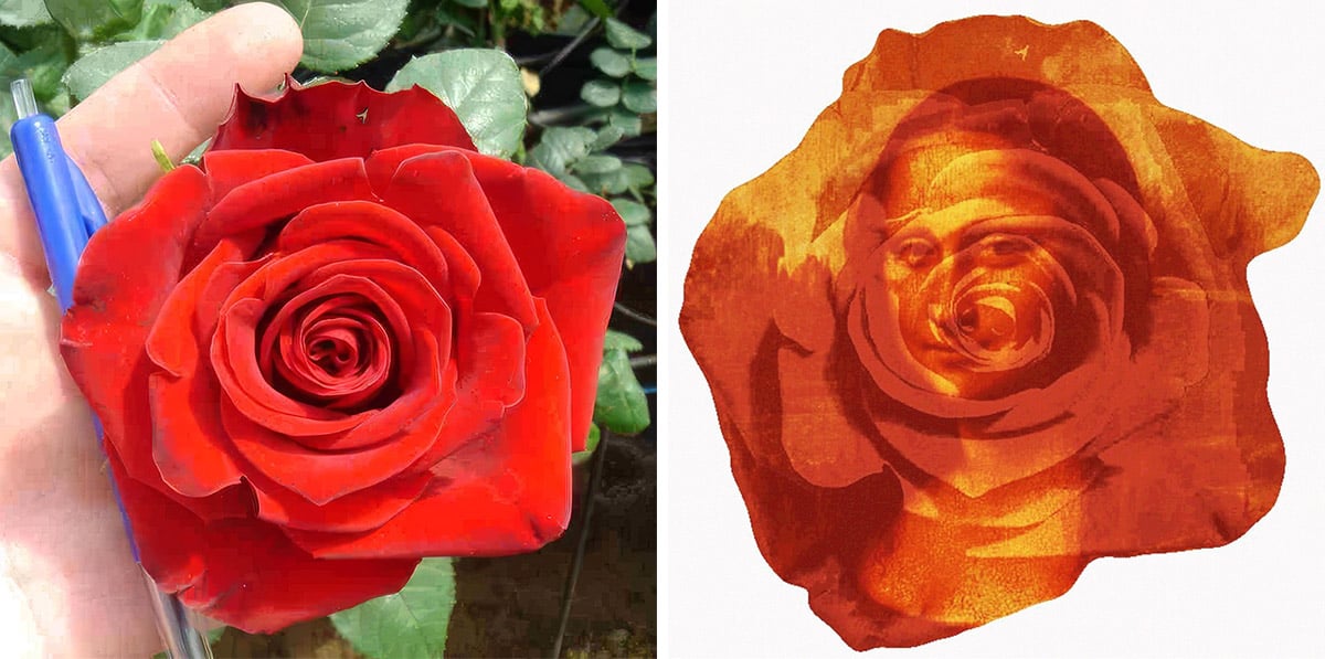 John Pouw Flower Rose Da Vinci