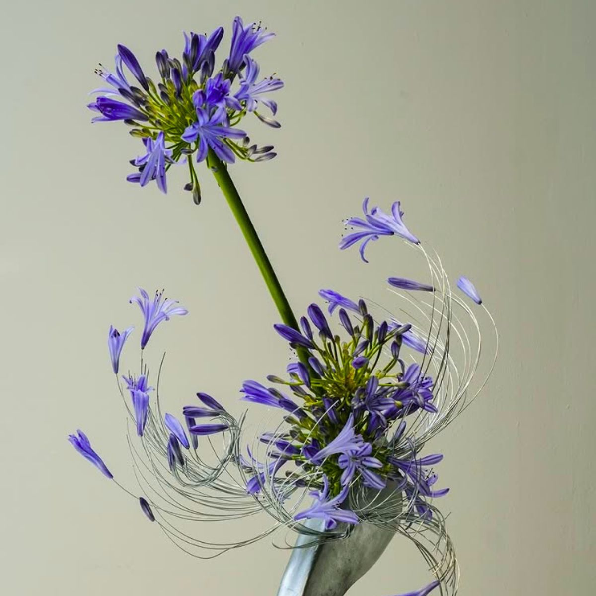 Agapanthus by nixontran