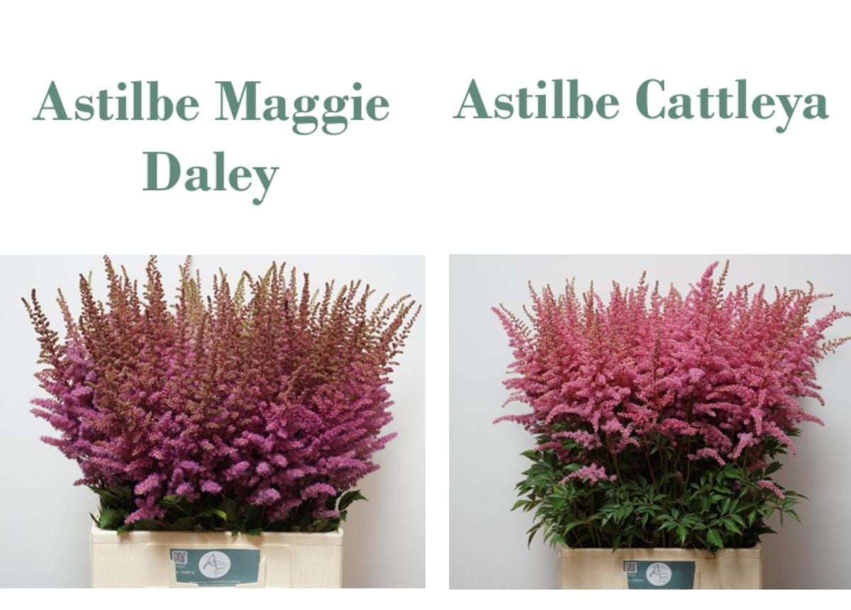 Astilbe Maggie Daley and Astilbe Cattleya by Van Aert Flowers Astilbe Maggie Daley and Astilbe Cattleya by Van Aert Flowers