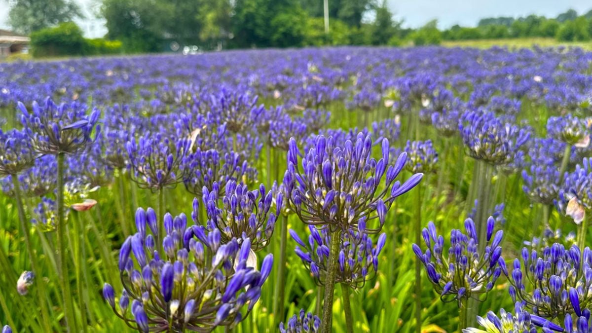 Agapanthus Dr Brouwer by VOF Niesten Agapanthus Dr Brouwer by VOF Niesten