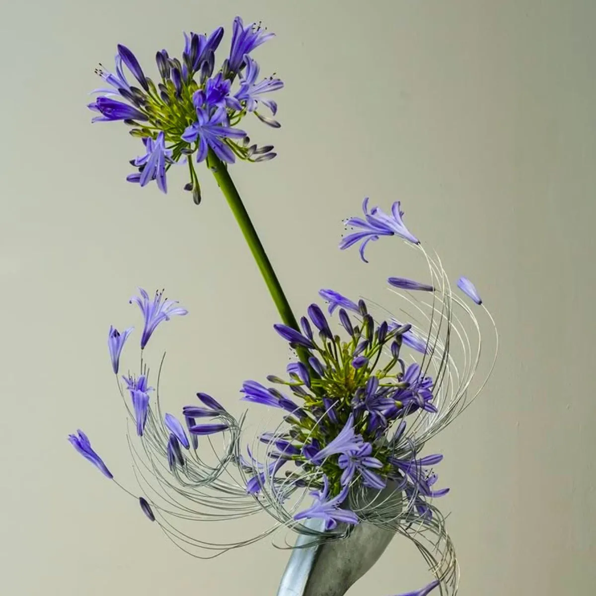 Agapanthus by nixontran
