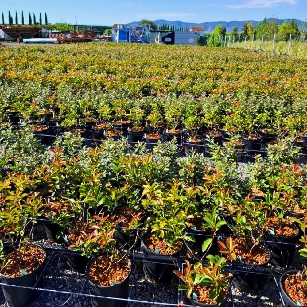 International Association of Horticultural Producers' 78th AIPH Annual Congress Comes to Bari, Italy, From September 13 to 17, 2026.