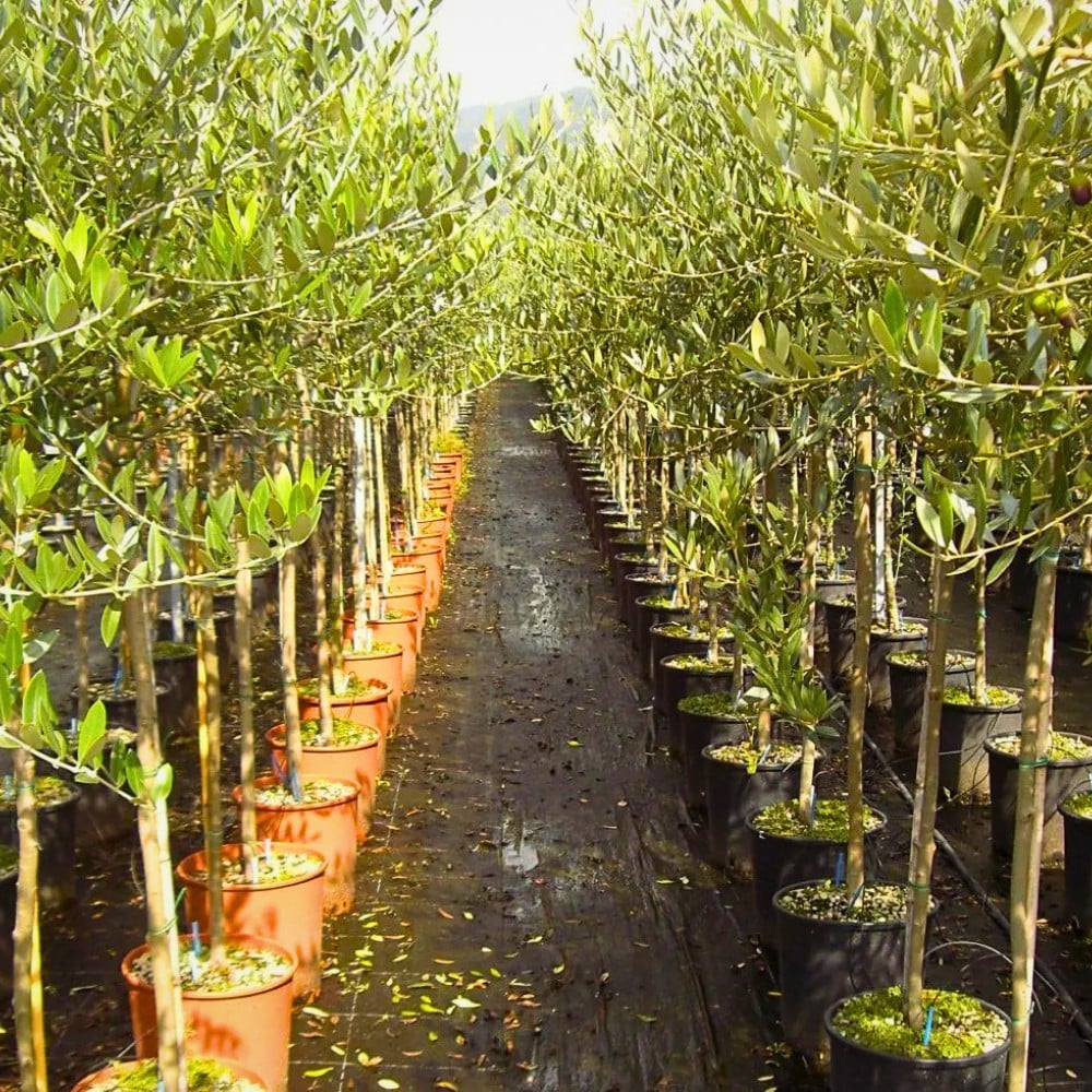 International Association of Horticultural Producers' 78th AIPH Annual Congress Comes to Bari, Italy, From September 13 to 17, 2026.
