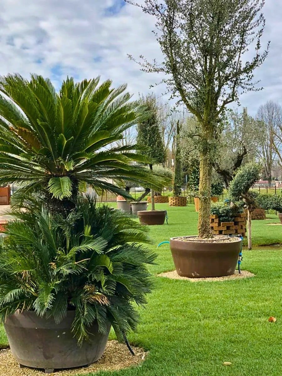 International Association of Horticultural Producers' 78th AIPH Annual Congress Comes to Bari, Italy, From September 13 to 17, 2026.