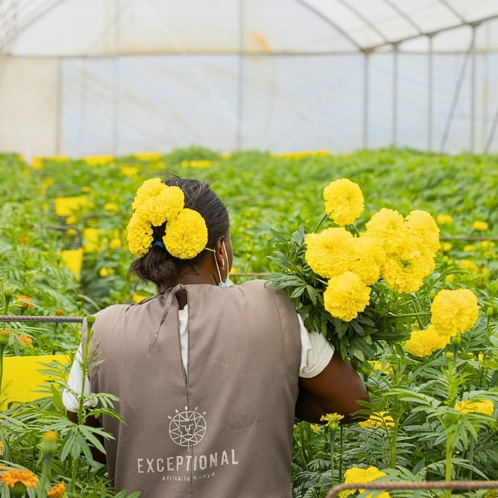 Diversification, Both in Terms of Markets and Flower Varieties, as the Key to Tapping Into Emerging Flower Markets.