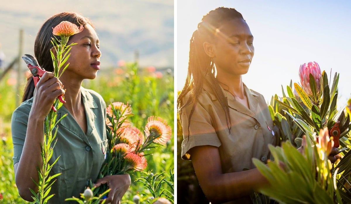 Diversification, Both in Terms of Markets and Flower Varieties, as the Key to Tapping Into Emerging Flower Markets.
