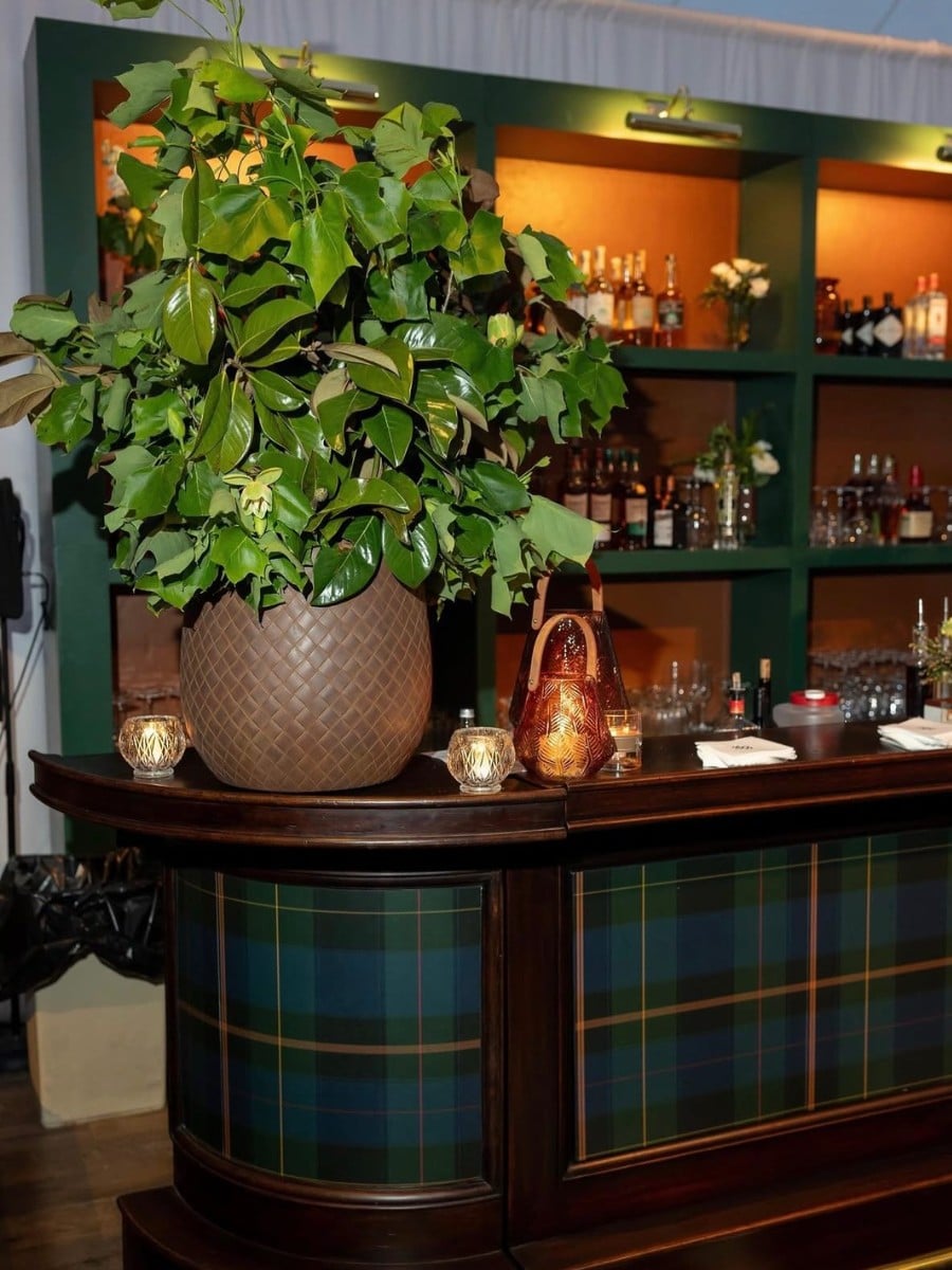Go Back to the Green Sixties With These Retro Houseplants