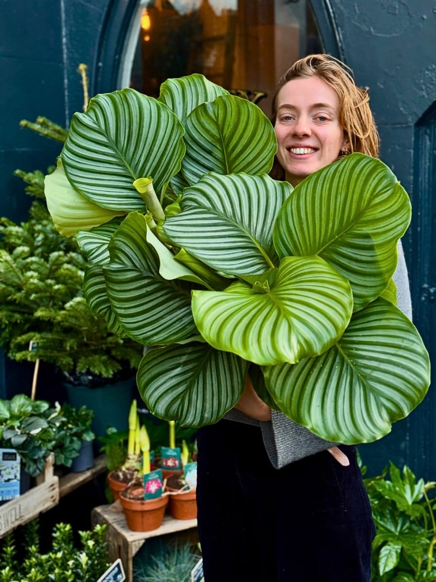 10 Retro Houseplants That Fit a 1960s Home Look