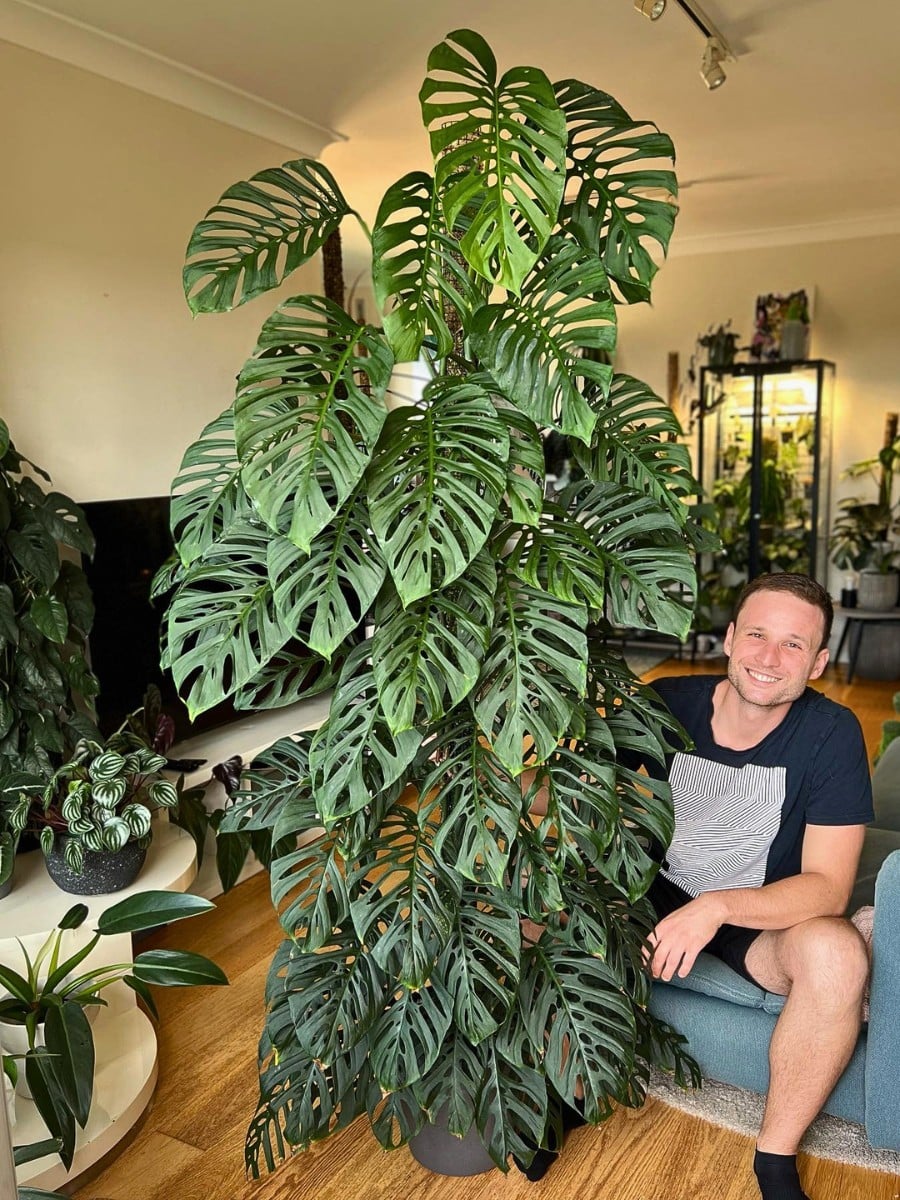 10 Retro Houseplants That Fit a 1960s Home Look