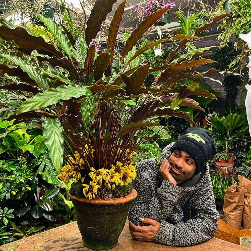 Go Back to the Green Sixties With These Retro Houseplants