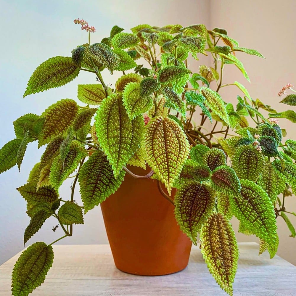 10 Retro Houseplants That Fit a 1960s Home Look