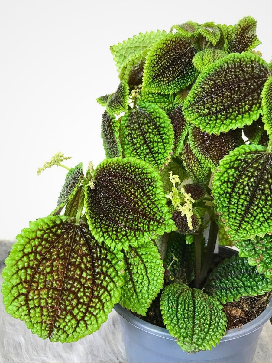 10 Retro Houseplants That Fit a 1960s Home Look