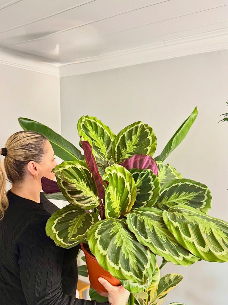 10 Retro Houseplants That Fit a 1960s Home Look