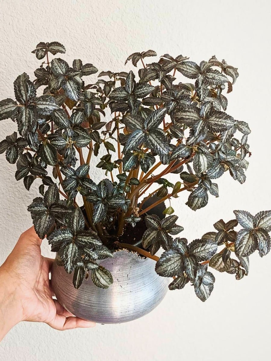 Bringing Back Retro Houseplants From the Sixties