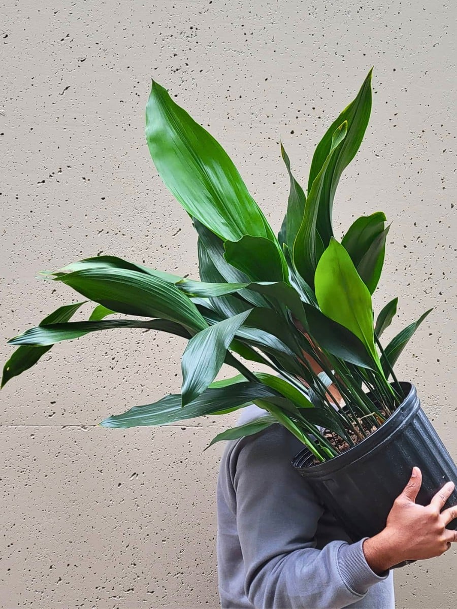 10 Retro Houseplants That Fit a 1960s Home Look