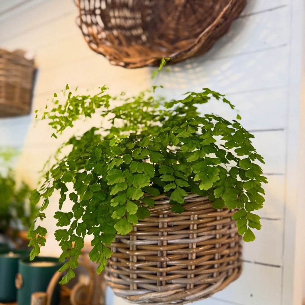 Go Back to the Green Sixties With These Retro Houseplants