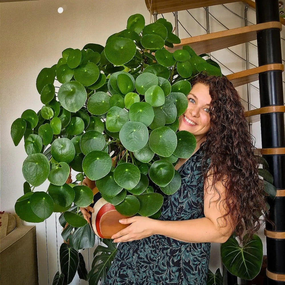 Go Back to the Green Sixties With These Retro Houseplants
