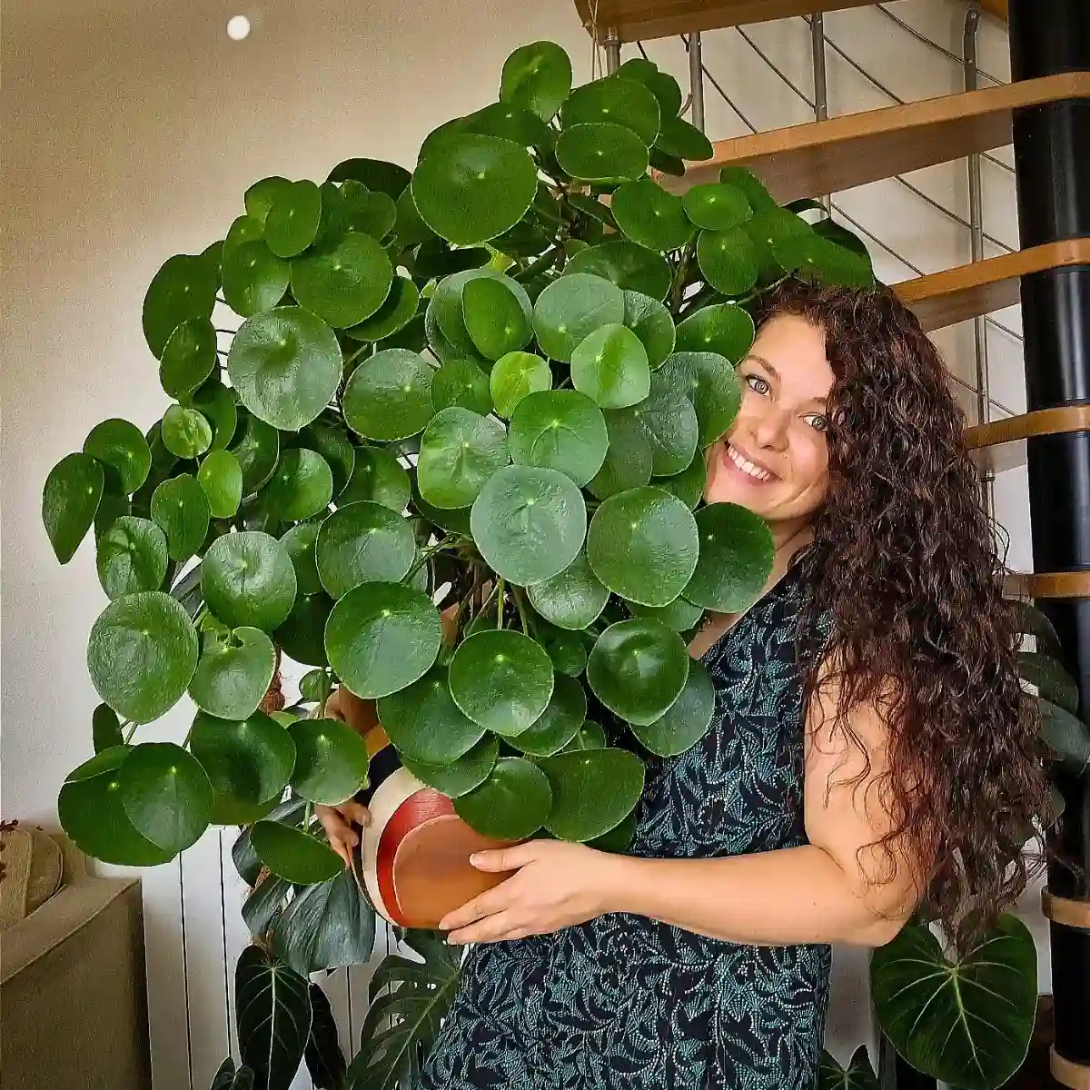 10 Retro Houseplants That Fit a 1960s Home Look