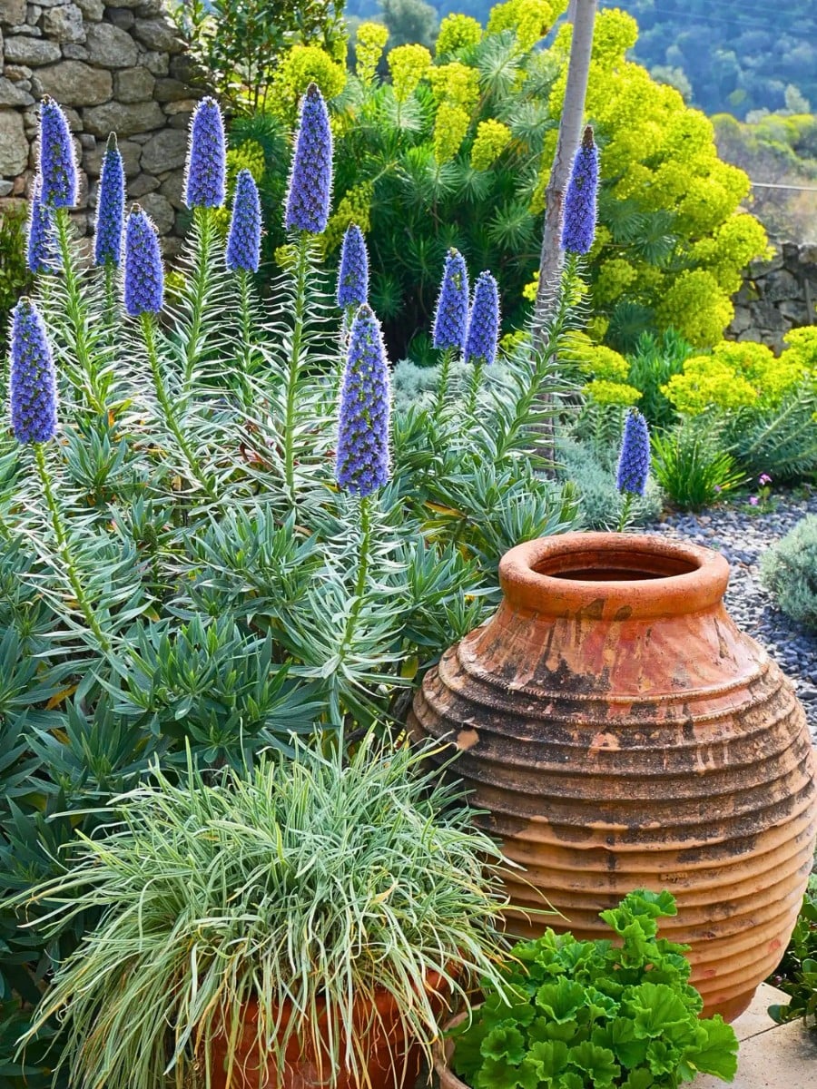 Incorporating Mediterranean Gardens Into Your Home