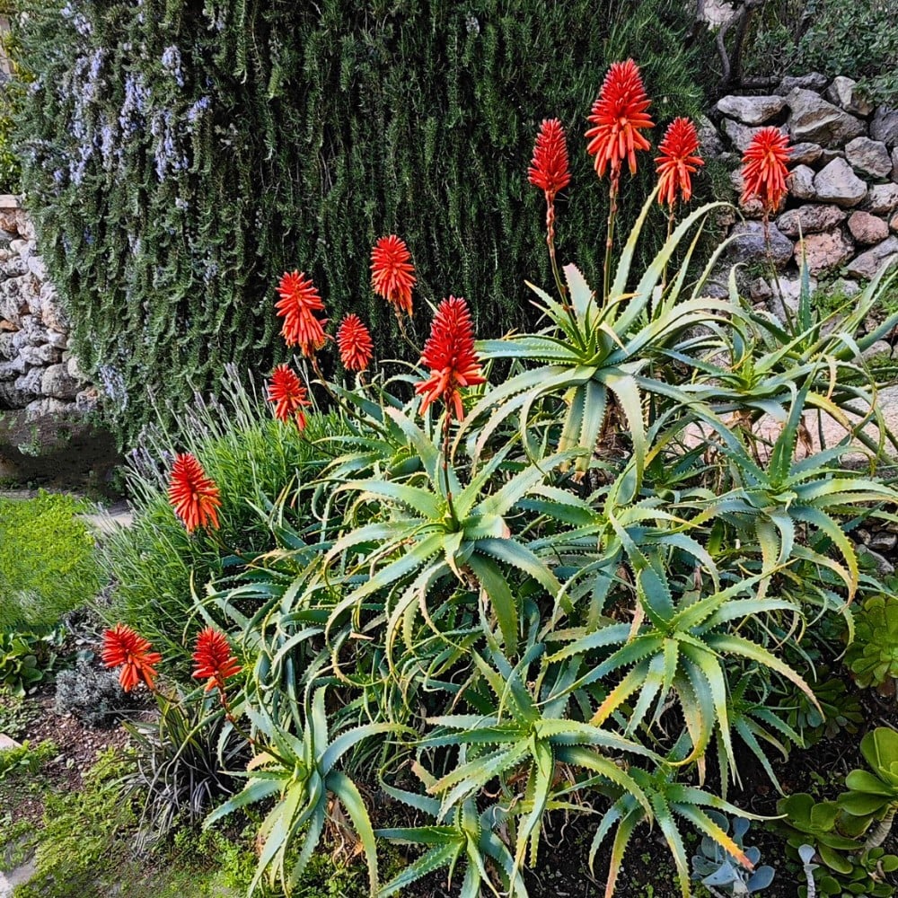 Mediterranean Gardens Recreate a Piece of an Ideal Summer Destination in Your Home