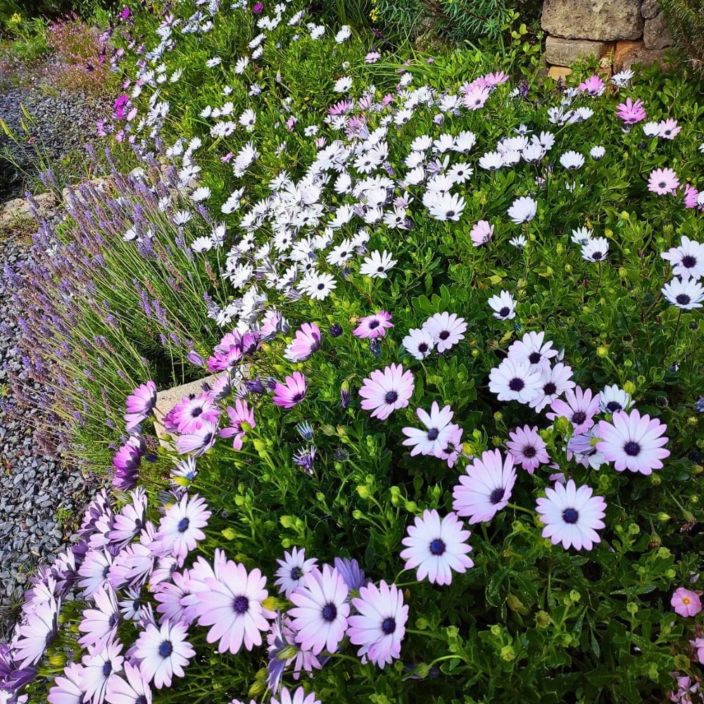Incorporating Mediterranean Gardens Into Your Home