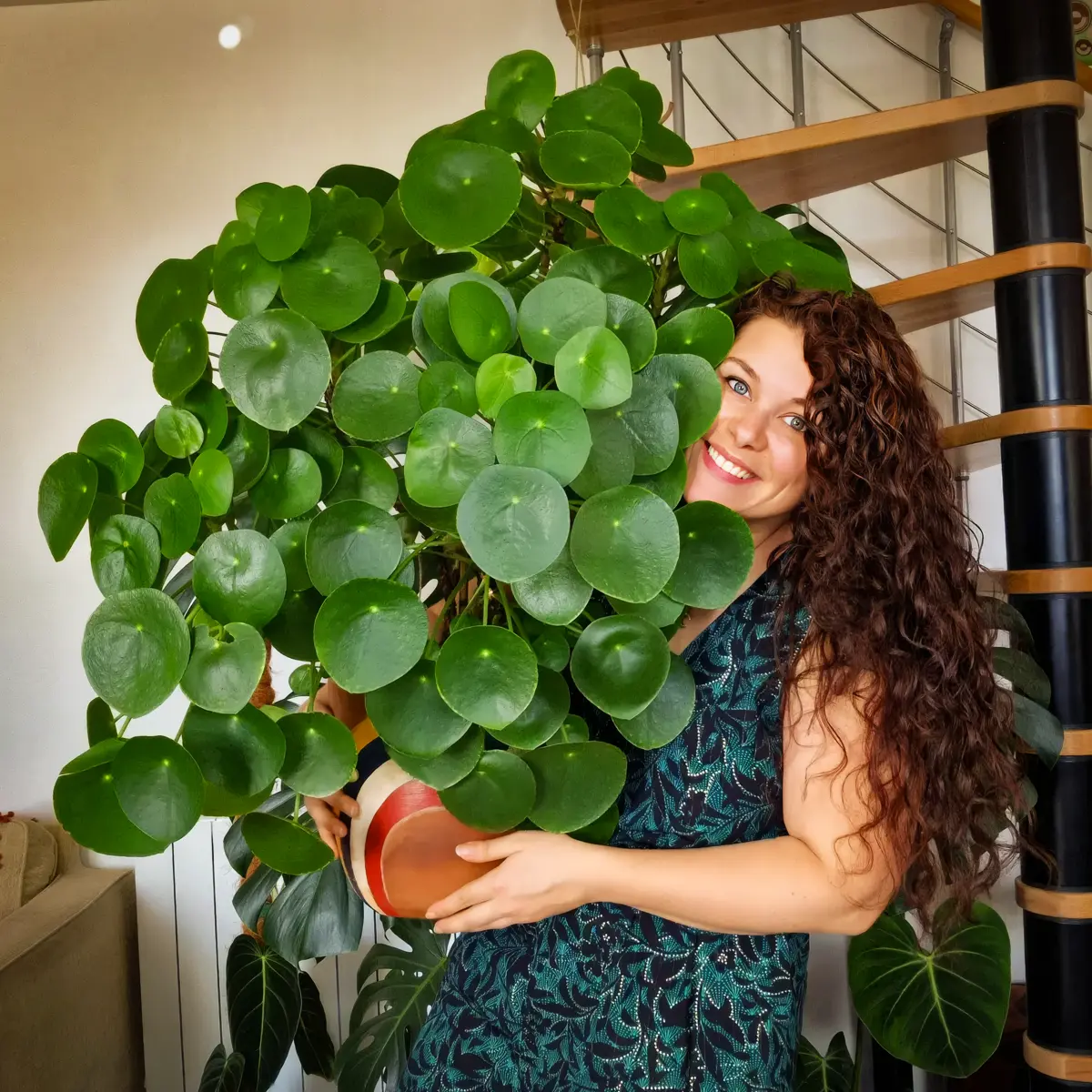 10 Retro Houseplants That Fit a 1960s Home Look
