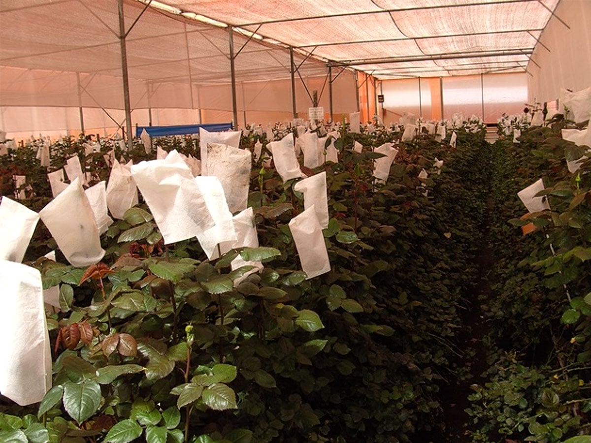 John Pouw Flower Rose Da Vinci Klux Klan greenhouse