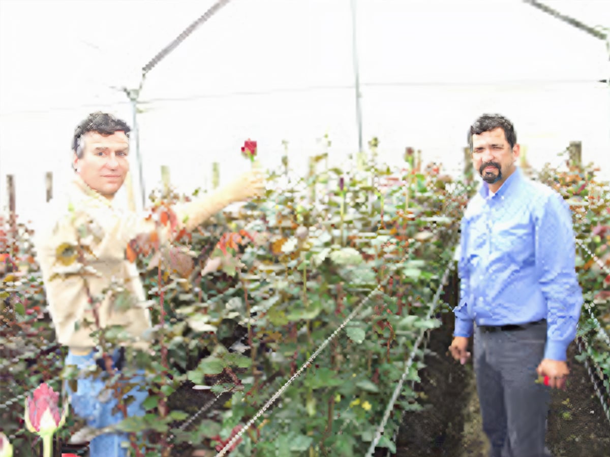 John Pouw Rose True greenhouse